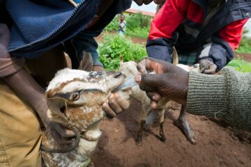 Kenia / Marsabit, Nov. 2011: Entwurmungs-Aktion von Ziegen. (c) Christoph Püschner/Brot für die Welt