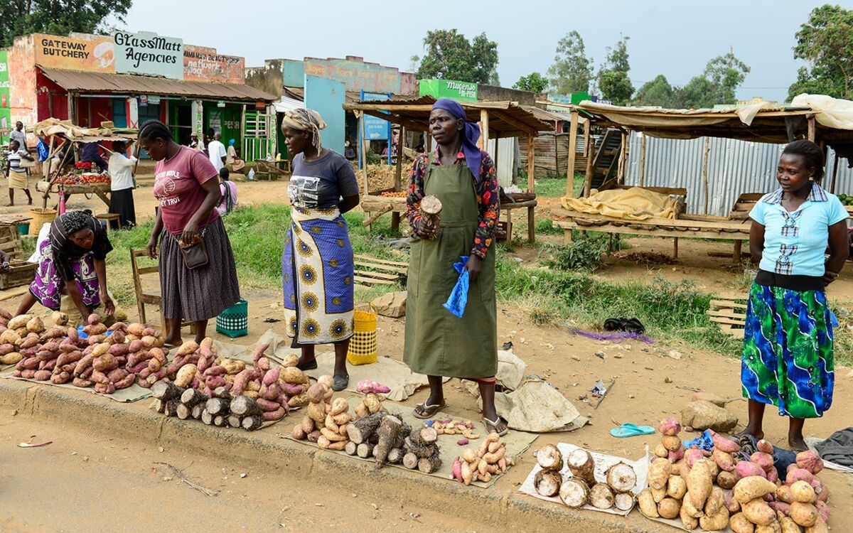 Entwicklung durch Süßkartoffeln