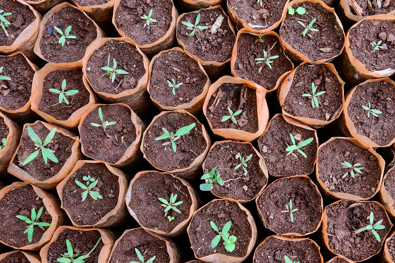 Blick in die Arbeit einer Baumschule in Kenia. Photo: Jörg Böthling/GIZ
